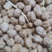 منی ۳۹۰ نخود بهاره ۲۰ کیسه