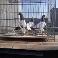 تیدی پاکستانی|پرنده|قم, شاد قلی|دیوار
