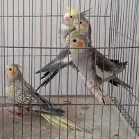 کبوترنر پرشی ،عروس هلندی،کوتوله|پرنده|کاشان, باغ ماجد|دیوار