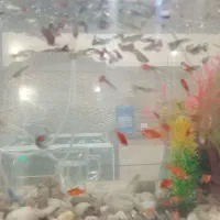 ماهی گپی کپی ماهی مولی