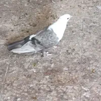 کلاغ سینه بسته|پرنده|شوشتر, |دیوار