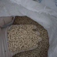 جو شش پر بهمن بذری