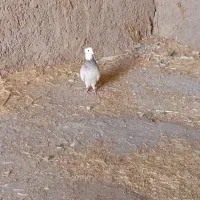 کبوتر طوقی|پرنده|دره شهر, |دیوار