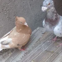 کفتر|پرنده|مشهد, عامل|دیوار