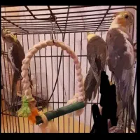 حراج ۶ تا عروس هلندی با قفس فقط 3500 معاوضه دارم|حراج|علیآباد کتول, |دیوار