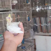 عروس هلندی سرلاکی