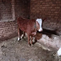 گوساله سمینتال