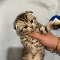 گربه های اسکاتیش و بریتیش