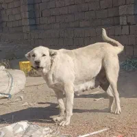 سگ گله|سگ|میاندوآب, |دیوار