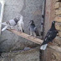 کفتر