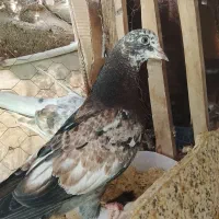 کبوتر|پرنده|سمنان, |دیوار