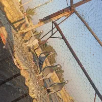 چهار عدد سبز زرنگ|پرنده|شیراز, سعدیه شمالی|دیوار