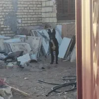 سگ ژرمن بلک اصیل خالص مناسب فوری