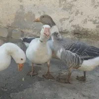 فروش ۴ عدد غاز محلی