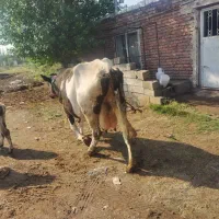 گاو اوغرساغ