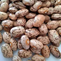 لوبیا چیتی ارتشی|خوردنی و آشامیدنی|اهواز, بهارستان|دیوار