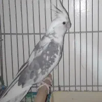 عروس سفید کت توسی