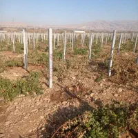 زوند یا دایه انگور ،پایه بتنی انگور