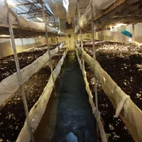 خدمات پرورش قارچ|خدمات آموزشی|ارومیه, |دیوار