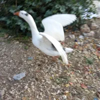 فروش پرنده ماده غاز