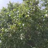 فروش خانه ویلایی سورشجان390متری ۵ خوابه