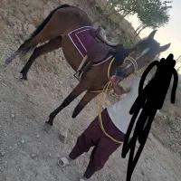 اسب مادیان
