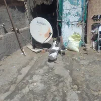 غازسرحال