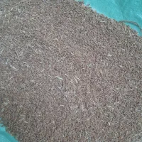 گندم دیم خوراکی