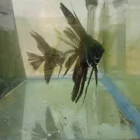 فروش ماهی گوپی وانجل|ماهی|شیراز, جمال آباد|دیوار