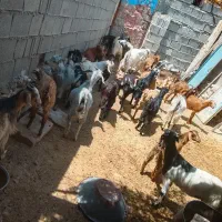 ۳۰عدد کهره ماده
