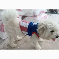 دوتا سگ زیبا و باهوش|سگ|سنگر, |دیوار