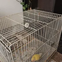 قفس برای مرغ عشق عروس هلندی فنچ کوتوله|لوازم جانبی حیوانات|گلبهار, شهر جدید گلبهار|دیوار