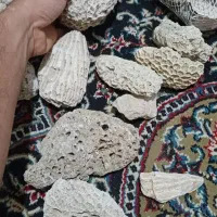 مرجان کف اکواریوم|ماهی|شیراز, معالی‌آباد|دیوار