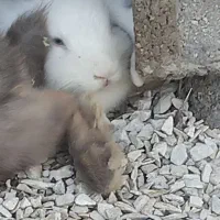 دوعدد خرگوش لوپ