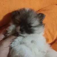 پامر خرسی پاندایی سفید مشکی