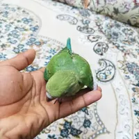 جوجه طوطی ملنگو سرلاکی|پرنده|میناب, |دیوار