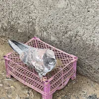 کبوتر سرور   پلاکی