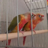طوطی گرینچیک