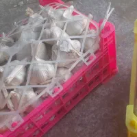 سیر تندهمدان|خوردنی و آشامیدنی|قم, شهرک خودرو|دیوار