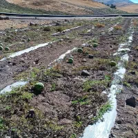 زمین کشاورزی دارای آب