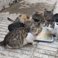 گربه های سالم واگذاری