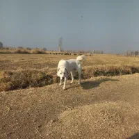 سگ گمشده|حیوانات|خوی, |دیوار