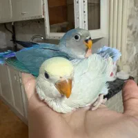 طوطی برزیلی سرلاکی