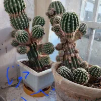 کاکتوس بلالی انجیری سانسوریا کامپکت قاشقی