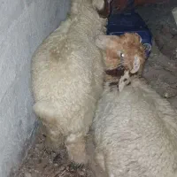 دوتا بره نر درجه یک