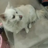 سگ پامر روباهی