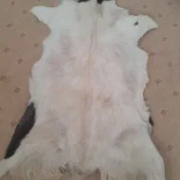 پادری یا رومیزی