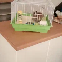 خرگوش|موش و خرگوش|قوچان, |دیوار