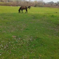 اسب|اسب و تجهیزات اسب‌سواری|رشت, احمد گوراب|دیوار