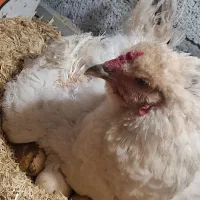 مرغ با ۱۱ جوجه  دورگه